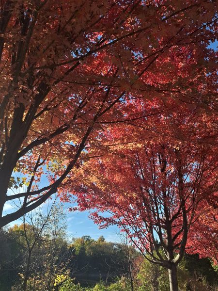 Fall trees bring new joys to Grayslake. 